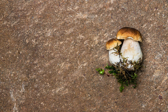 Studio shot of two freshly dug porcini mushrooms