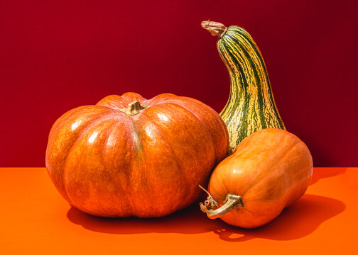 Studio shot of three different pumpkins