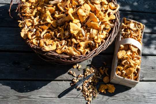 Large and small basket of chantarelle mushrooms