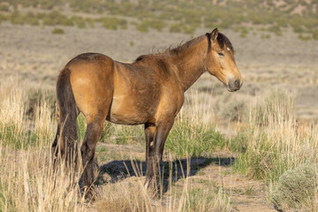 Obraz na płótnie Canvas Beautiful Wild Horse in the Utah Desert