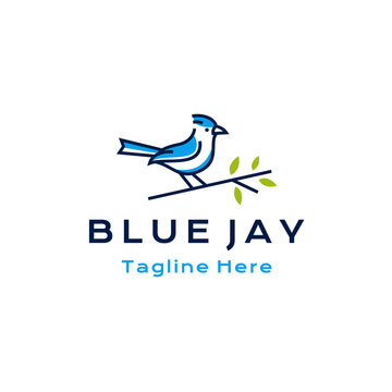 Blue jay bird logo design vector illustration