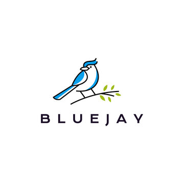 Blue jay bird logo design vector illustration
