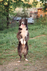 beige dog a dwarf pomeranian puppy sits on the green grass on a sunny day