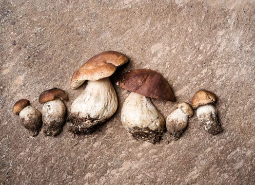 Studio shot of row of freshly dug porcini mushrooms