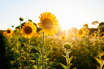 Bright yellow sunflowers blooming at field during sunset