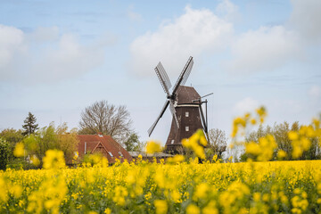 Germany, Schleswig-Holstein, Lemkenhafen Mill Museum with blooming oilseed rapes in foreground