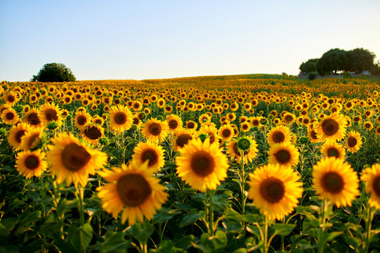 Yellow sunflowers blooming at field during sunset