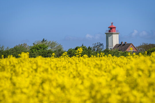 Oilseed rape field with Westermarkelsdorf Lighthouse in background