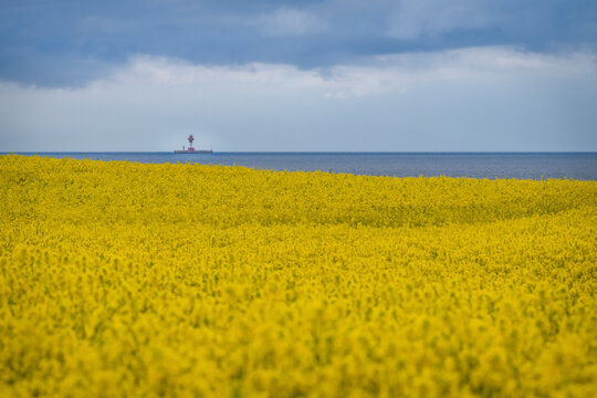 Coastal oilseed rape field with Kiel Lighthouse in distant background