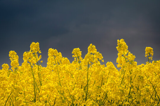 Oilseed rapes blooming against dark stormy sky