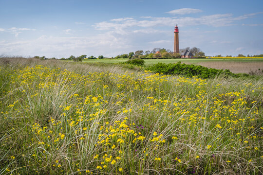 Meadow with Flugge Lighthouse in distant background