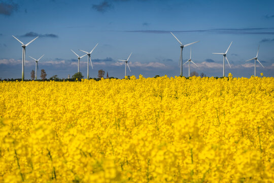 Oilseed rape field with wind farm in background