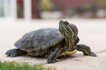 detail of an elegant hatchling turtle (Trachemys scripta elegans), or Florida pond turtle, or red-eared slider, with out-of-focus background