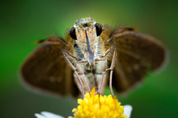 Macro Shot on Front side of Moth.  A Strange Creature in the Nature.