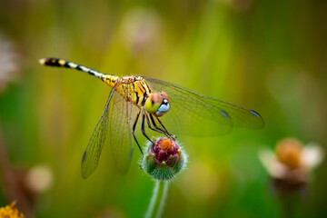 Drafonfly rests peacefully on a flower. Beautiful Nature.