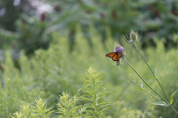 Dipsacus fullonum with monarch butterfly