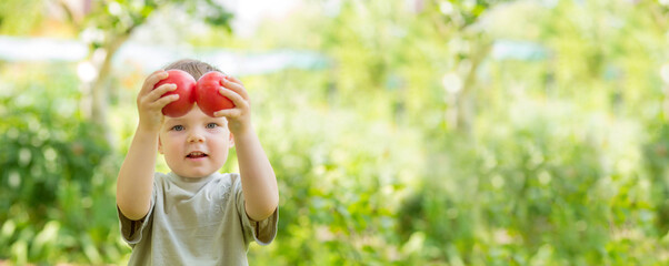 Little boy farmer holds plucked tomatoes in his hands. eco products from your garden
