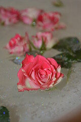 pink rose and water drops