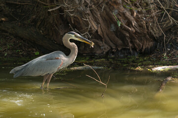 great blue heron (Ardea herodias) with fish
