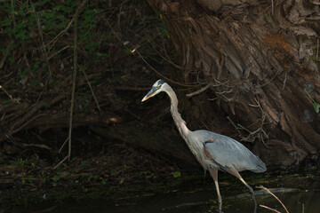 great blue heron (Ardea herodias) fishing in a shallow pond