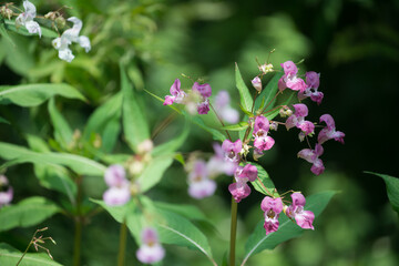 wildflower