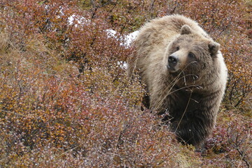 Obraz premium bär, grissly bär, tier, wild lebende tiere, wild, grizzly, säugetier, braunbär, natur, fell, raubtier, tier, dangerous, alaska, gefahr, close up, ursus, fleischfresser, wildnis, jagd, pfote, fauna, cl