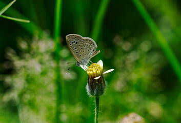 Catochrysops strabo or the forget-me-not butterfly sight in Khordha Odissa India Asia
