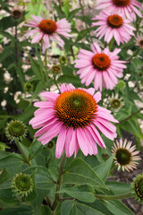 beautiful patch of pink eastern purple echinacea coneflowers