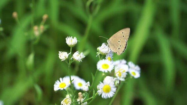 The ringlet (name in Latin: Aphantopus hyperantus) butterfly from the family Nymphalidae. In a close-up view, a nectar-feeding insect is located on white flower heads in the summer season.