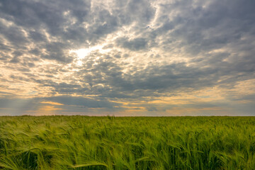 Dramatic Sky with Sunbeams Over Green Wheat Field