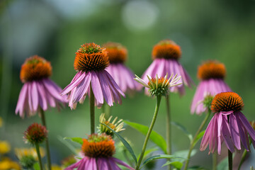 pink echinacea or coneflowers in peak season