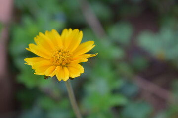 Sphagneticola trilobata or Singapore daisy flower taken from top angle