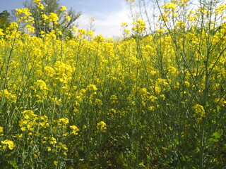 Ein Rapsfeld von innen