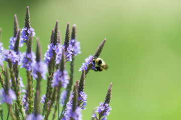 bee on flower with space for text or copy