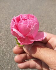 rose in hand