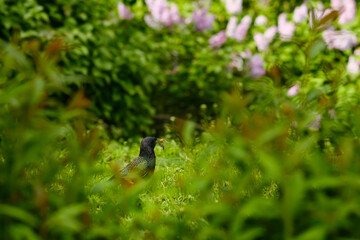 Bird eating in city park in front of lilac bushes.