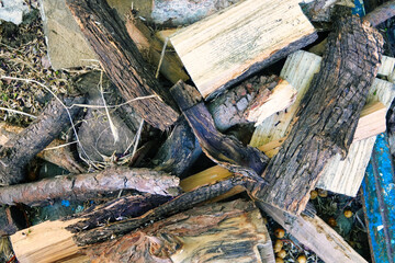 wood logs cut on the ground