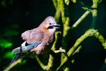 Brightly colored bird on a tree branch on a black background.