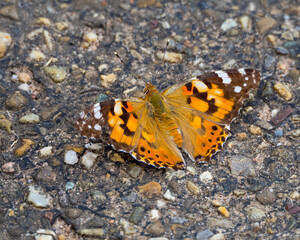 Butterfly woth orange motley wings sitting on the gray pebble footpath
