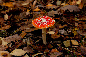 Fliegenpilz im Wald