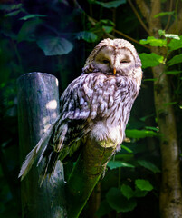Eagle owl dozing on a branch in evening light.