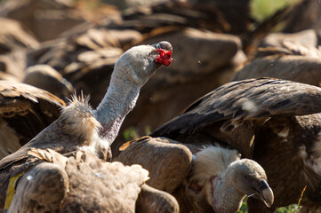 Vulture eating piece of meat