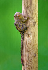 Little monkey climbing up a log and looking at the camera.