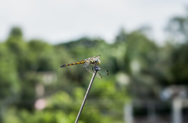 Young dragonfly sitting on a tv antenna rod