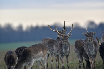 a herd of fallow deer grazing in the meadow