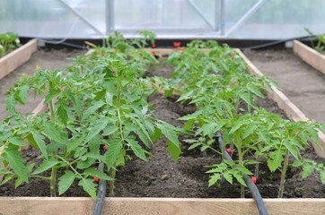 Rows of tomato plants growing on a vegetable bed in a greenhouse with a drip irrigation system. Organic farming concept.