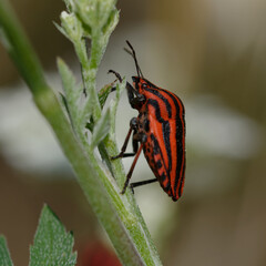 Italian striped bug or Minstrel bug (Graphosoma italicum)