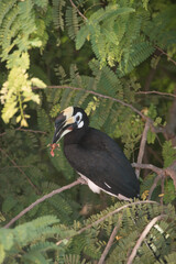 Nature oriental Pied Hornbill is standing on tammarind'branch.Baby bird is in the bill.