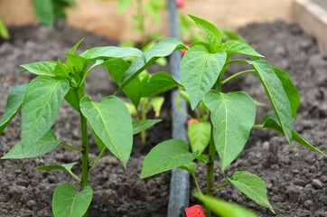 Young pepper plants with a drip irrigation system on the garden bed. Concept of growing your own organic food.