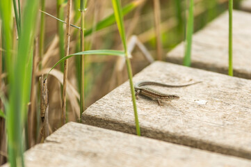 lizard in the sun on the boards of a wooden bridge